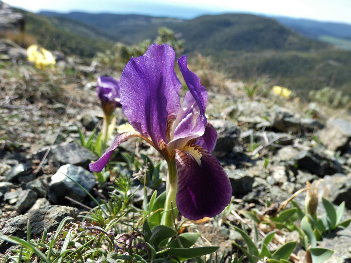Foto dell'erba Iris lutescens