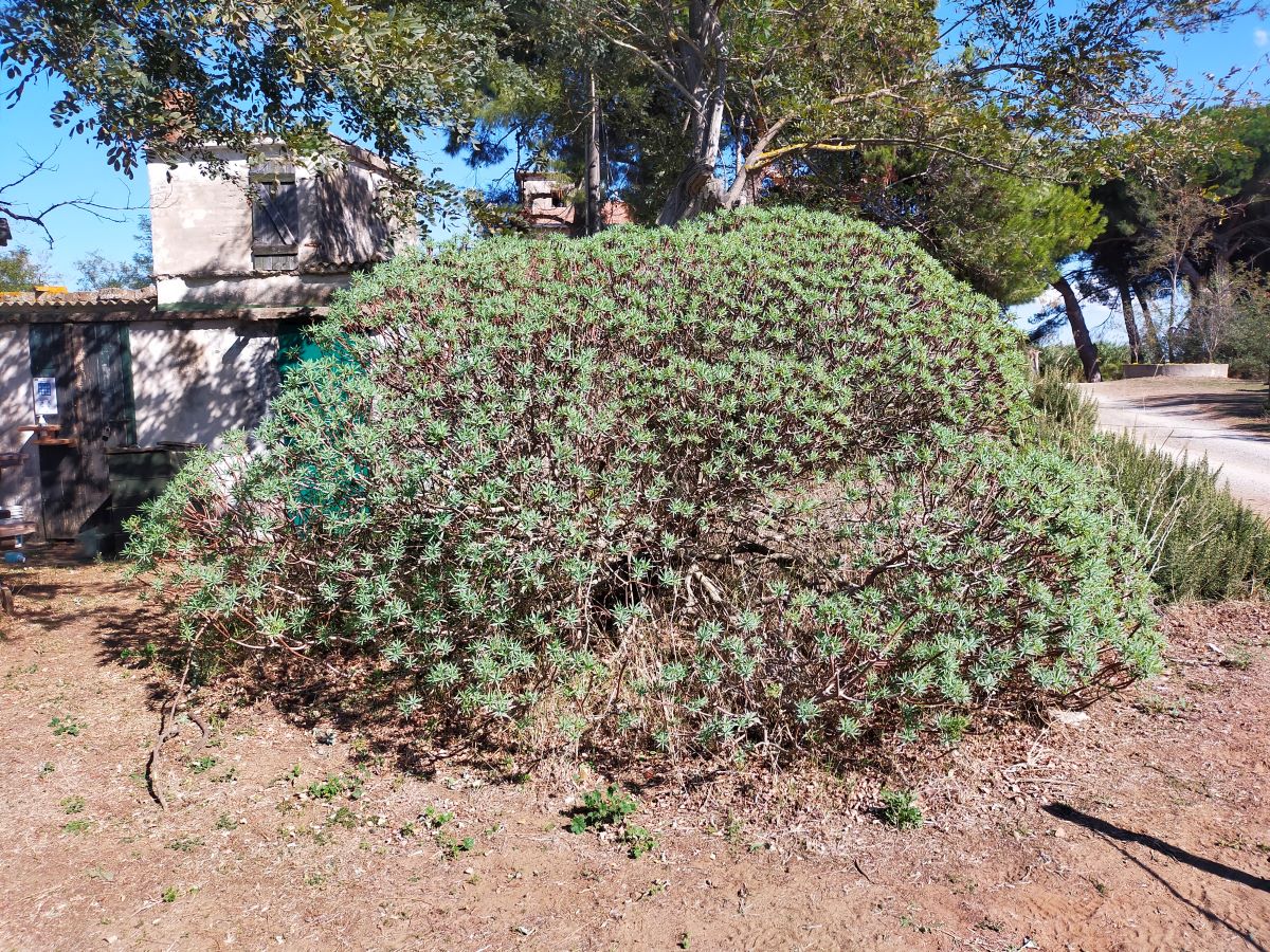Foto dell'erba Euphorbia  dendroides