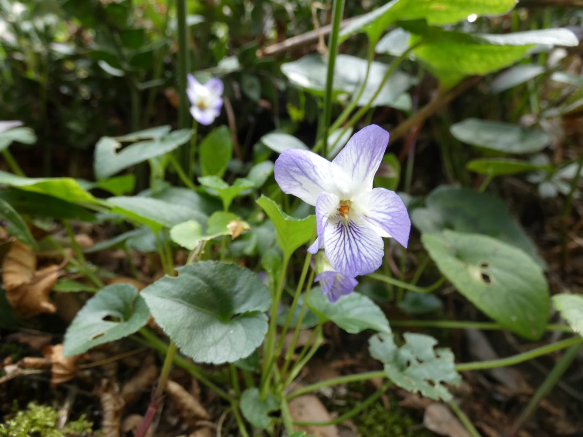 Foto dell'erba Viola alba subsp. dehnhardtii