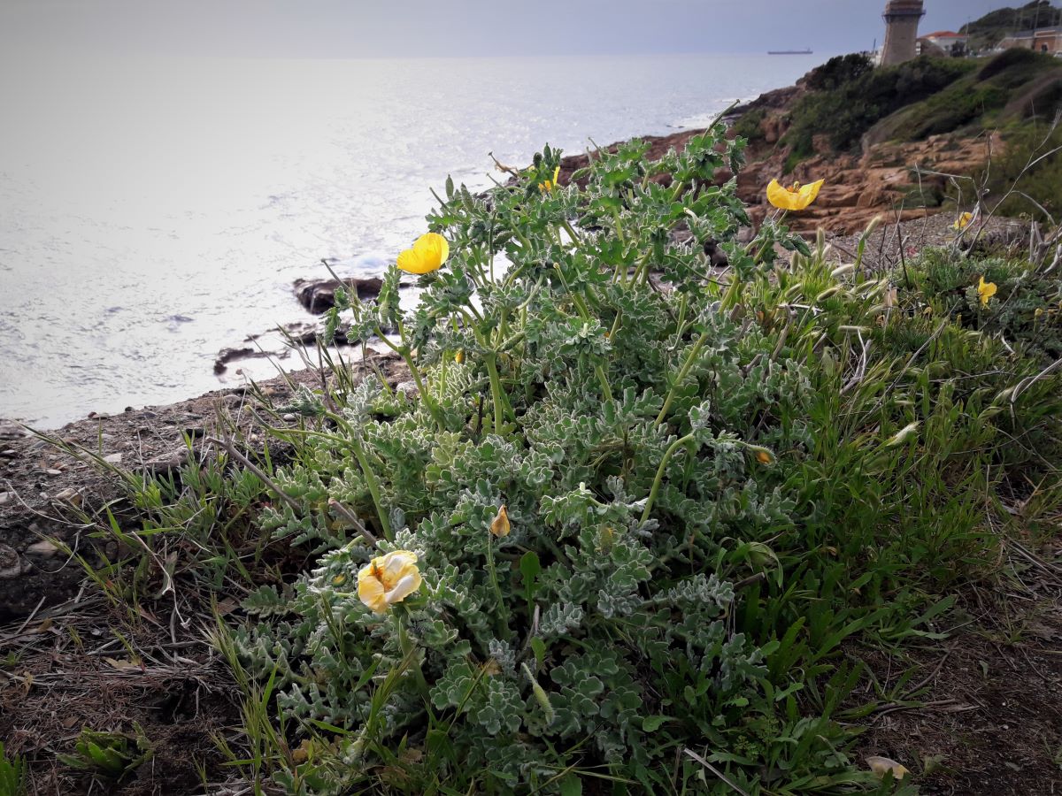 Foto dell'erba Glaucium flavum