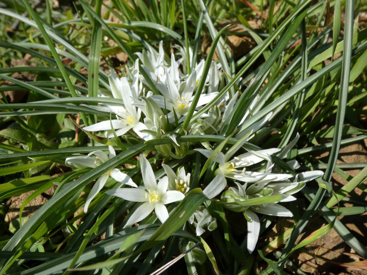 Foto dell'erba Ornithogalum exscapum
