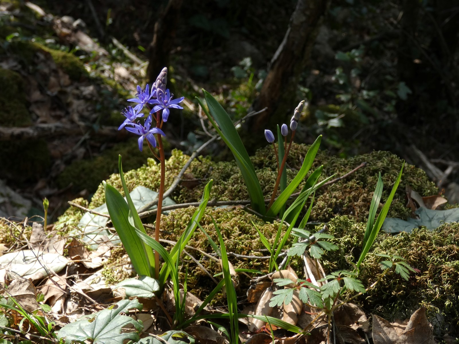 Foto dell'erba Scilla bifolia