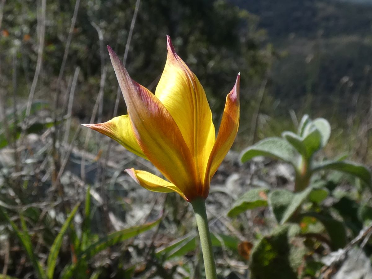 Foto dell'erba Tulipa pumila