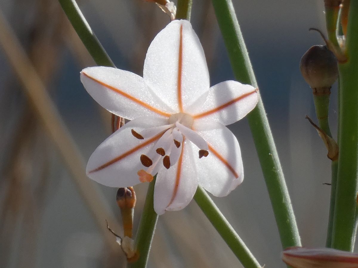 Dettaglio 1: Il fiore