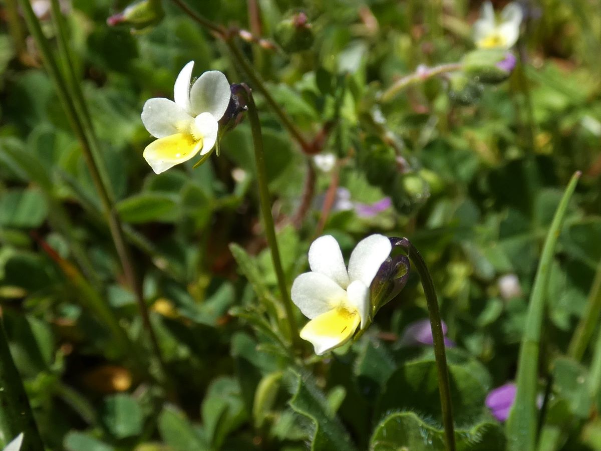 Foto dell'erba Viola arvensis