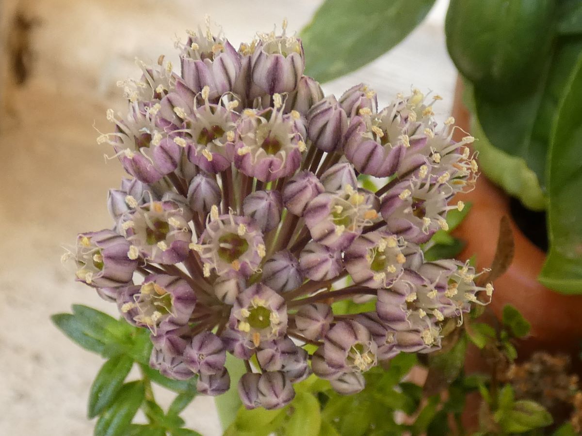 Dettaglio 2: Particolare dei fiori