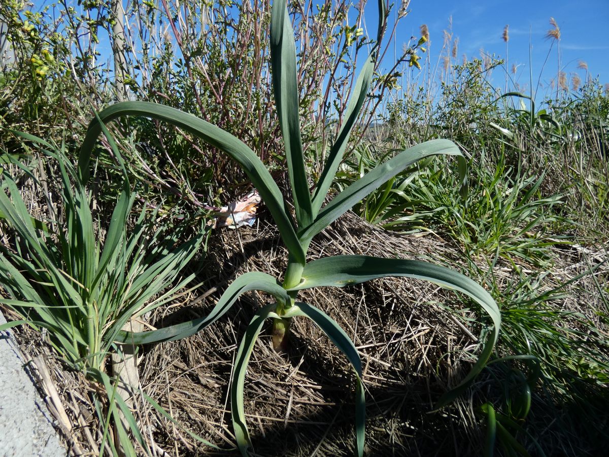 Dettaglio 1: Pianta prima della fioritura