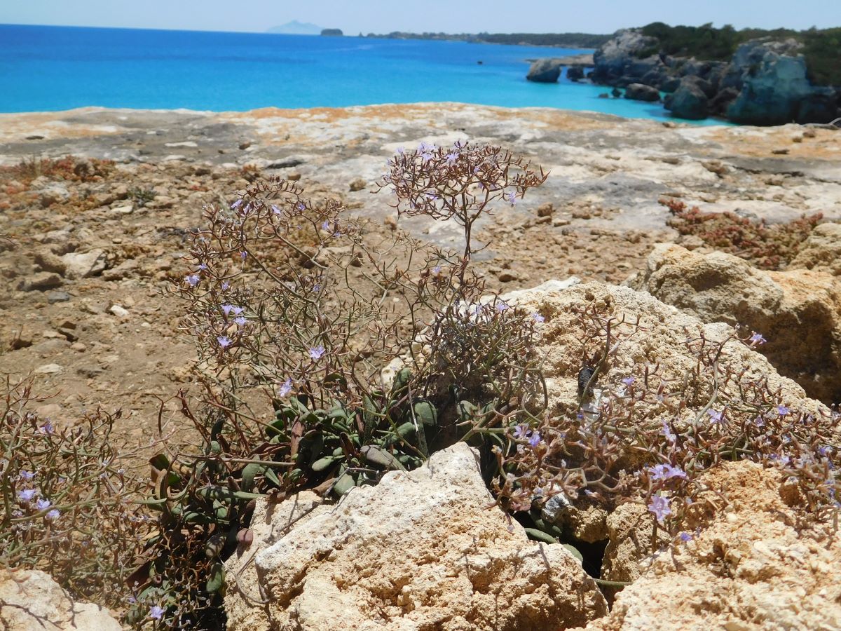 Foto dell'erba Limonium planesiae