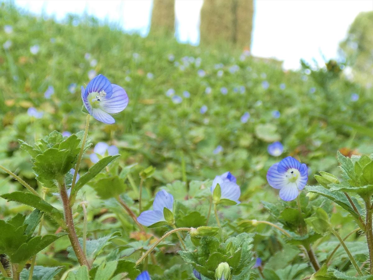 Foto dell'erba Veronica persica