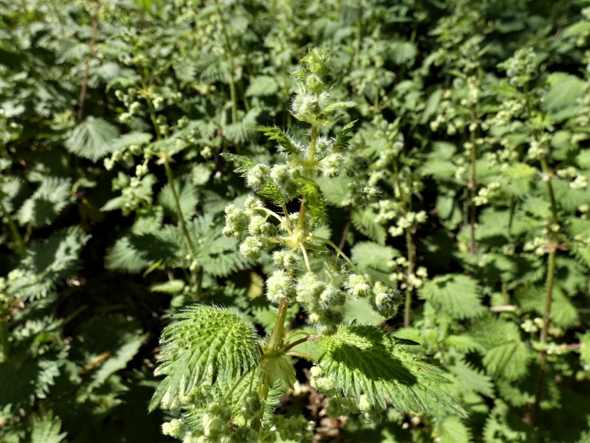 Foto dell'erba Urtica pilulifera