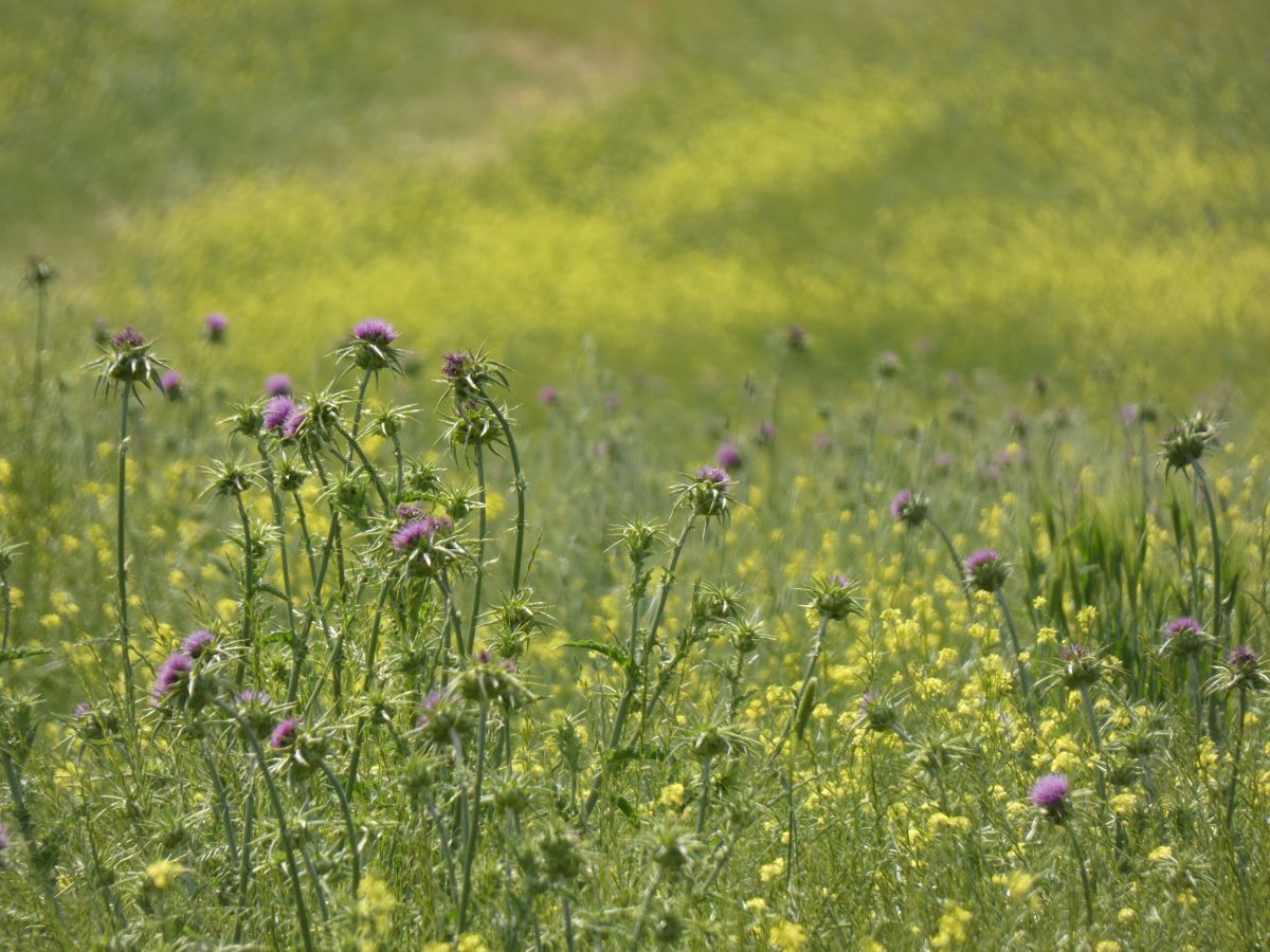 Foto dell'erba Silybum marianum
