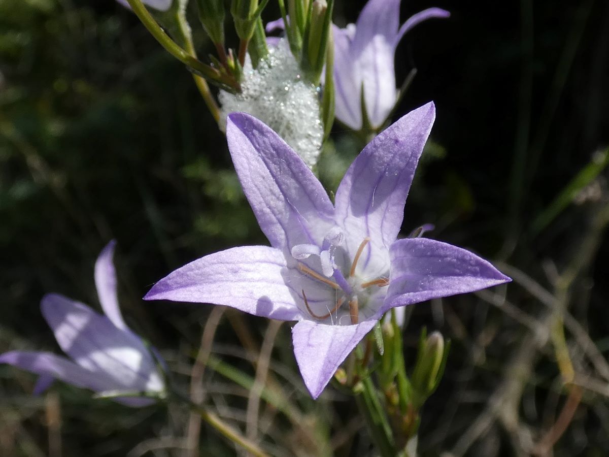 Dettaglio 1: Fiore 
