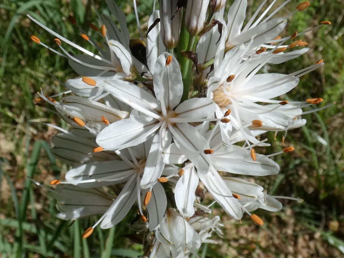 Dettaglio 1: Fiori