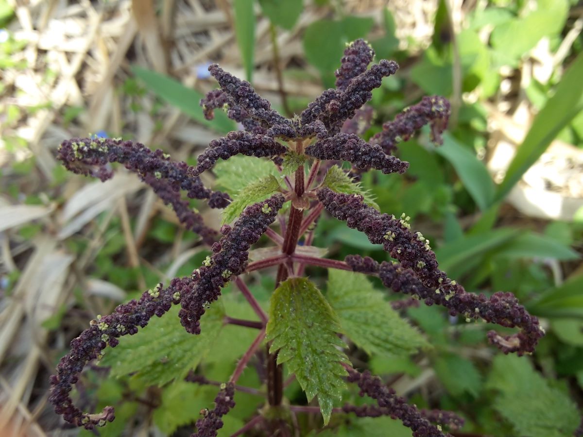 Foto dell'erba Urtica membranacea