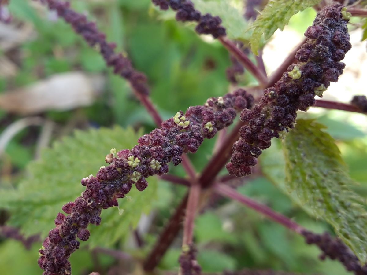 Dettaglio 1: Piccoli fiori riuniti a spighe
