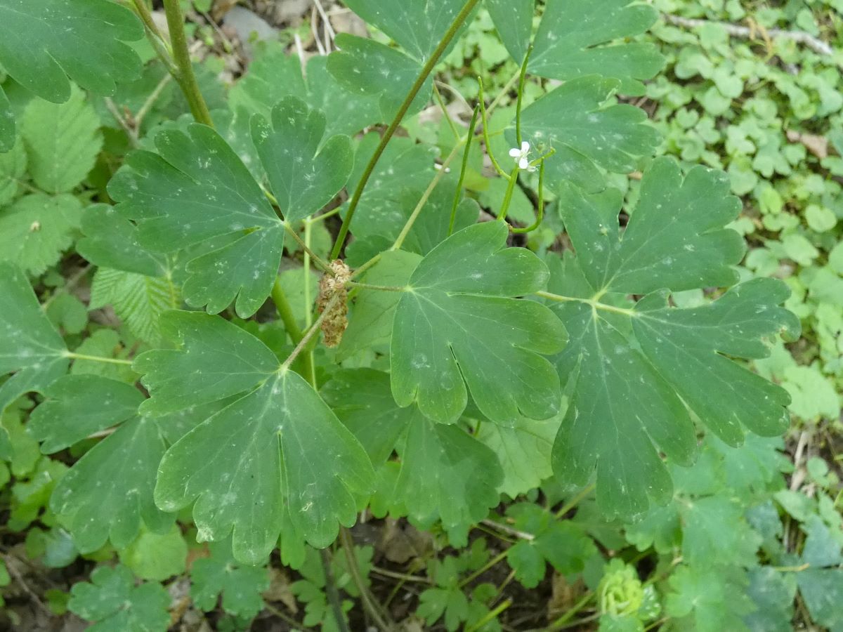 Dettaglio 2: Foglie