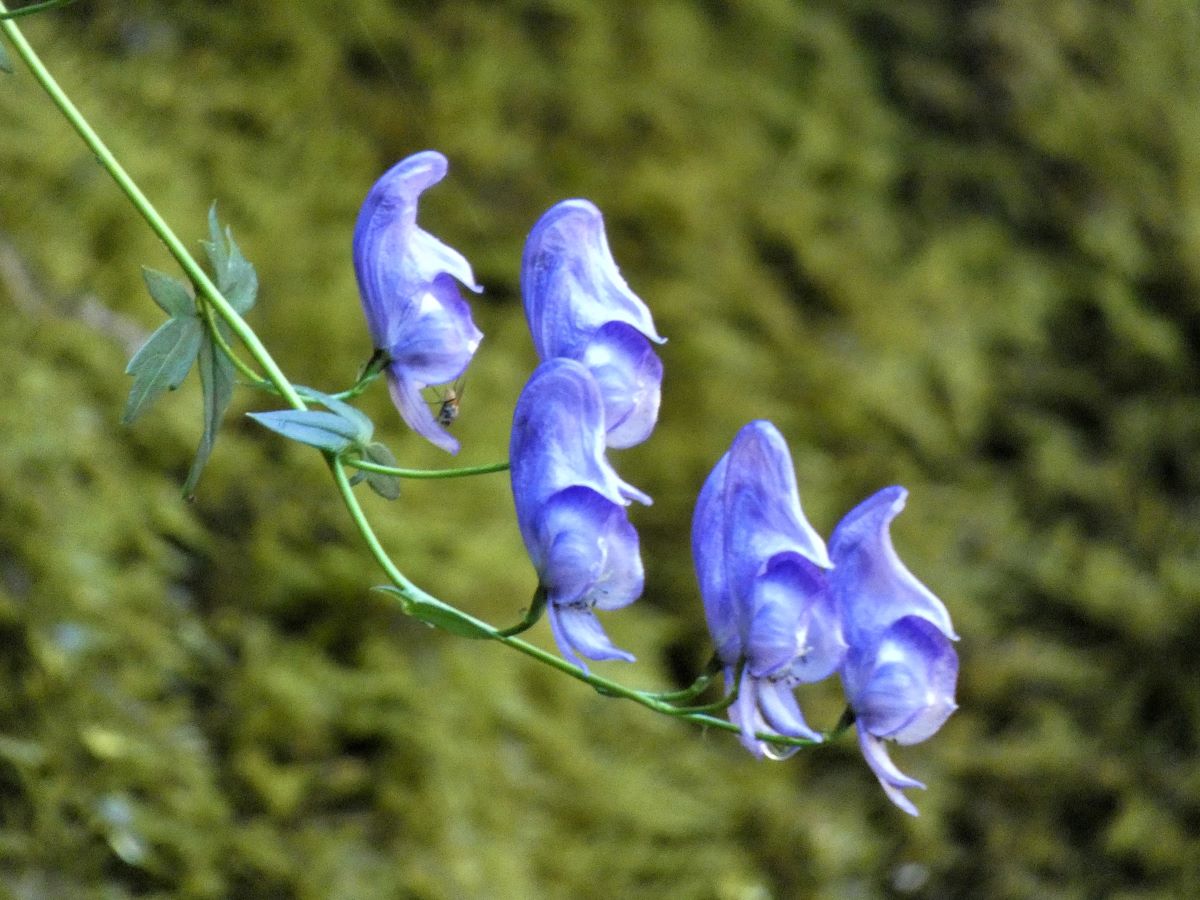 Dettaglio 3: Fiori con caratteristica forma ad elmo