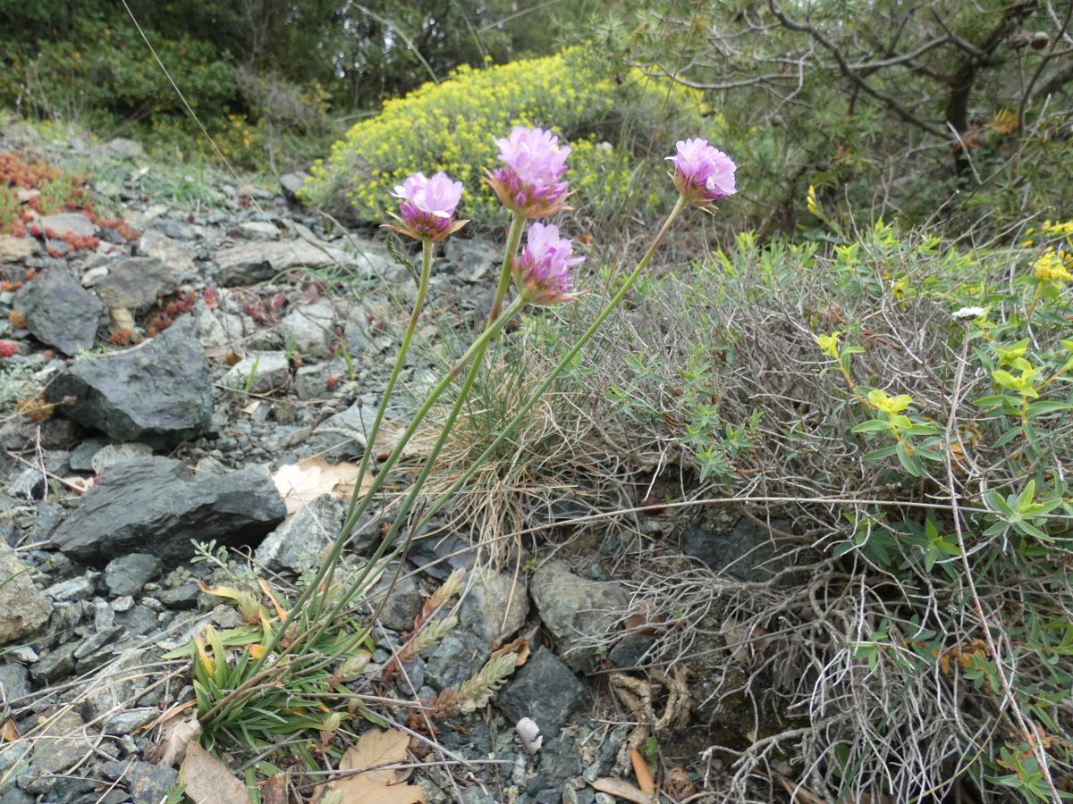 Dettaglio 1: Pianta tra le rocce