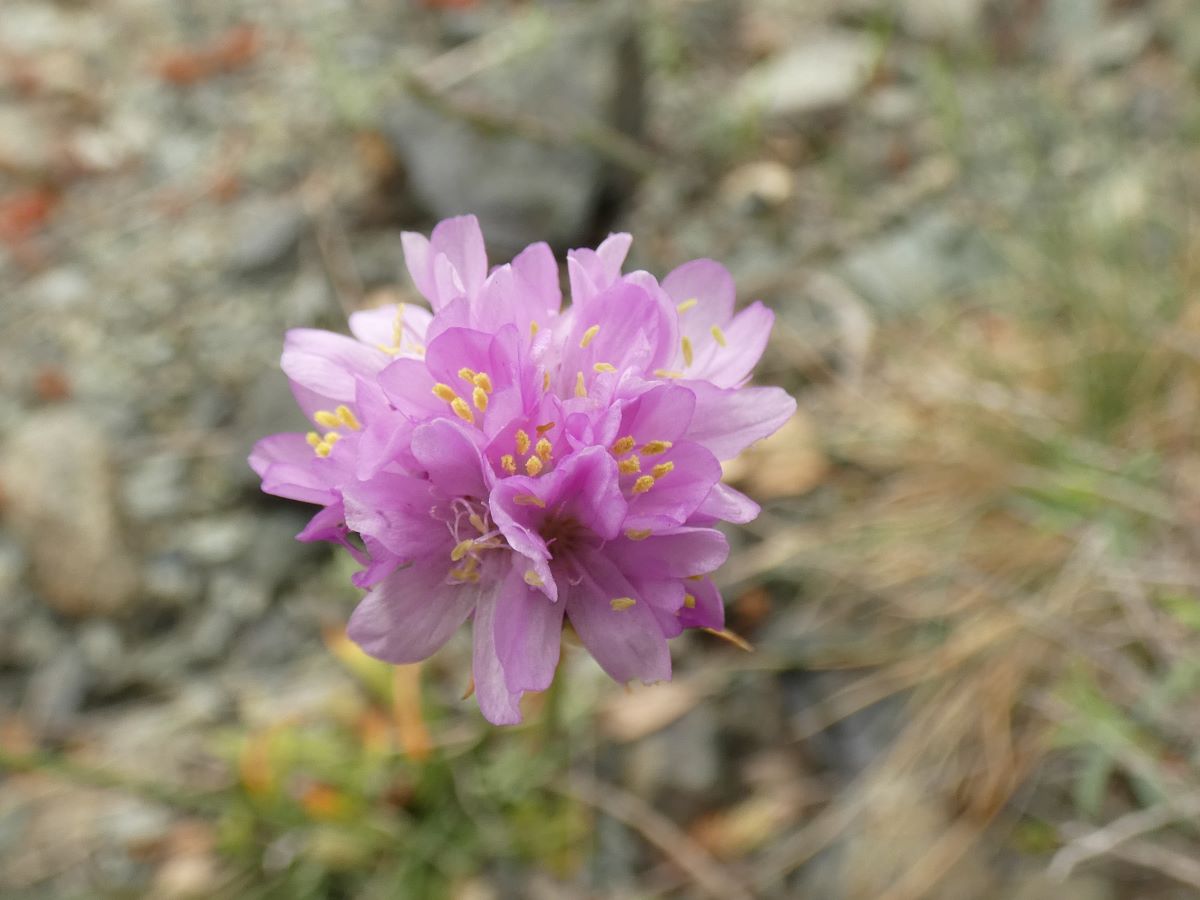Dettaglio 3: Particolare dei fiori