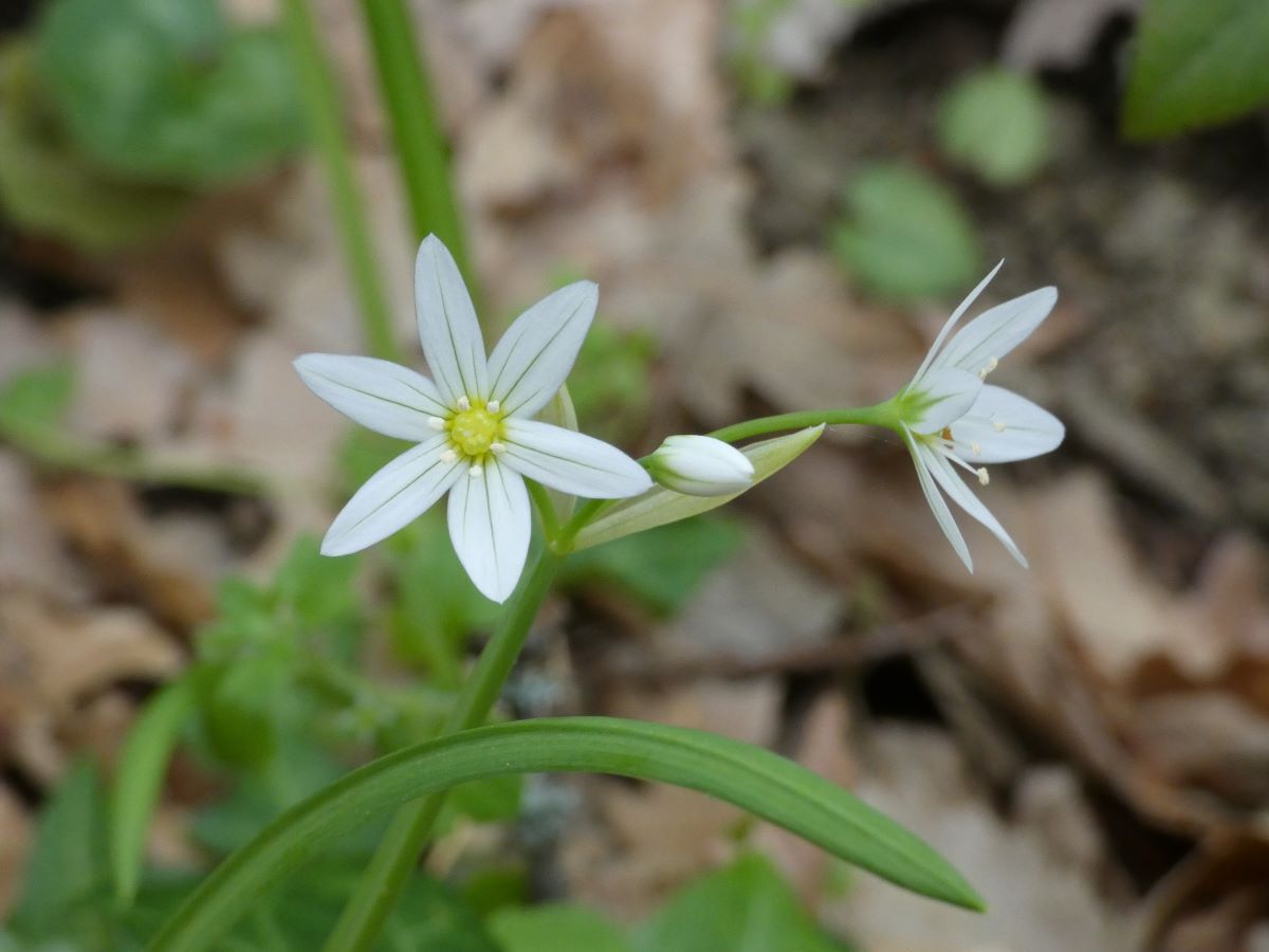 Dettaglio 1: Fiore