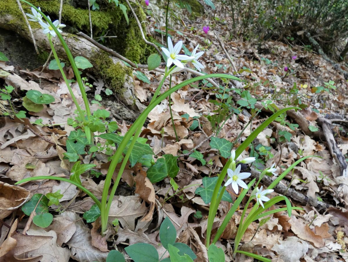 Dettaglio 3: Piante in ambiente boschivo