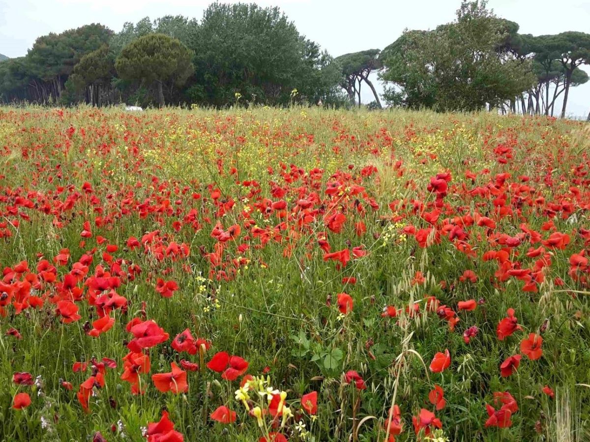 Foto dell'erba Papaver rhoeas