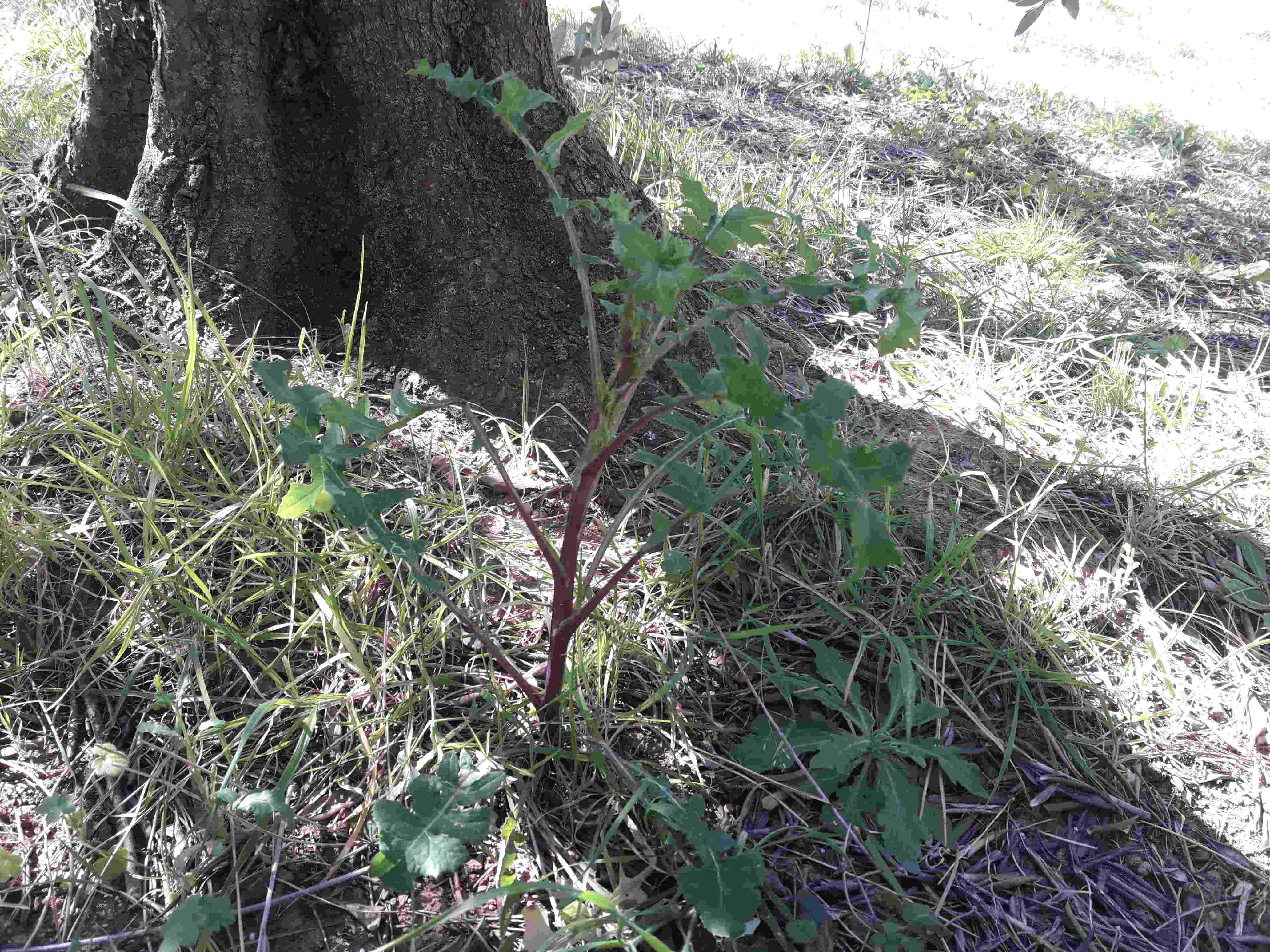 Foto dell'erba Sonchus oleraceus