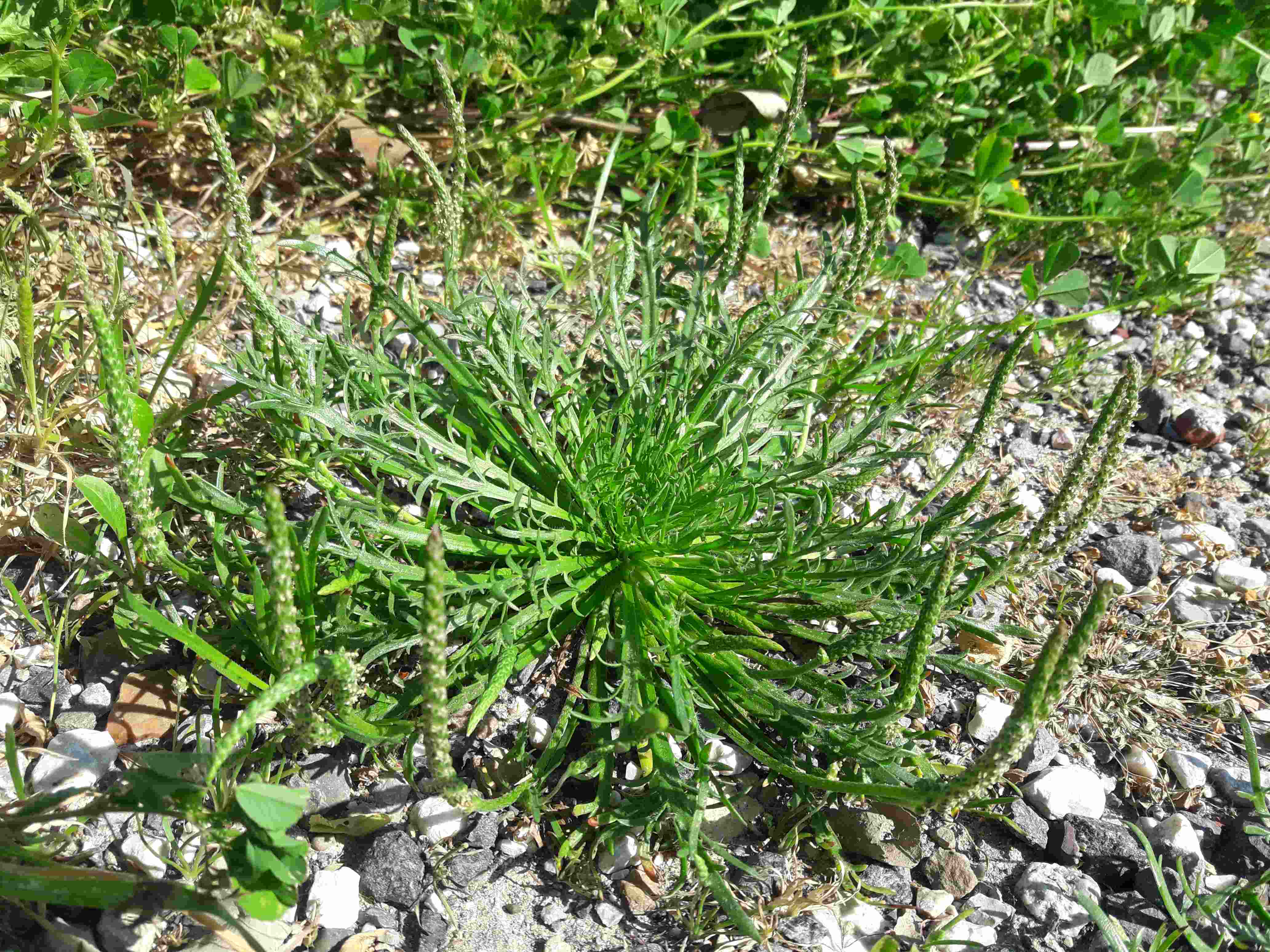 Foto dell'erba Plantago coronopus