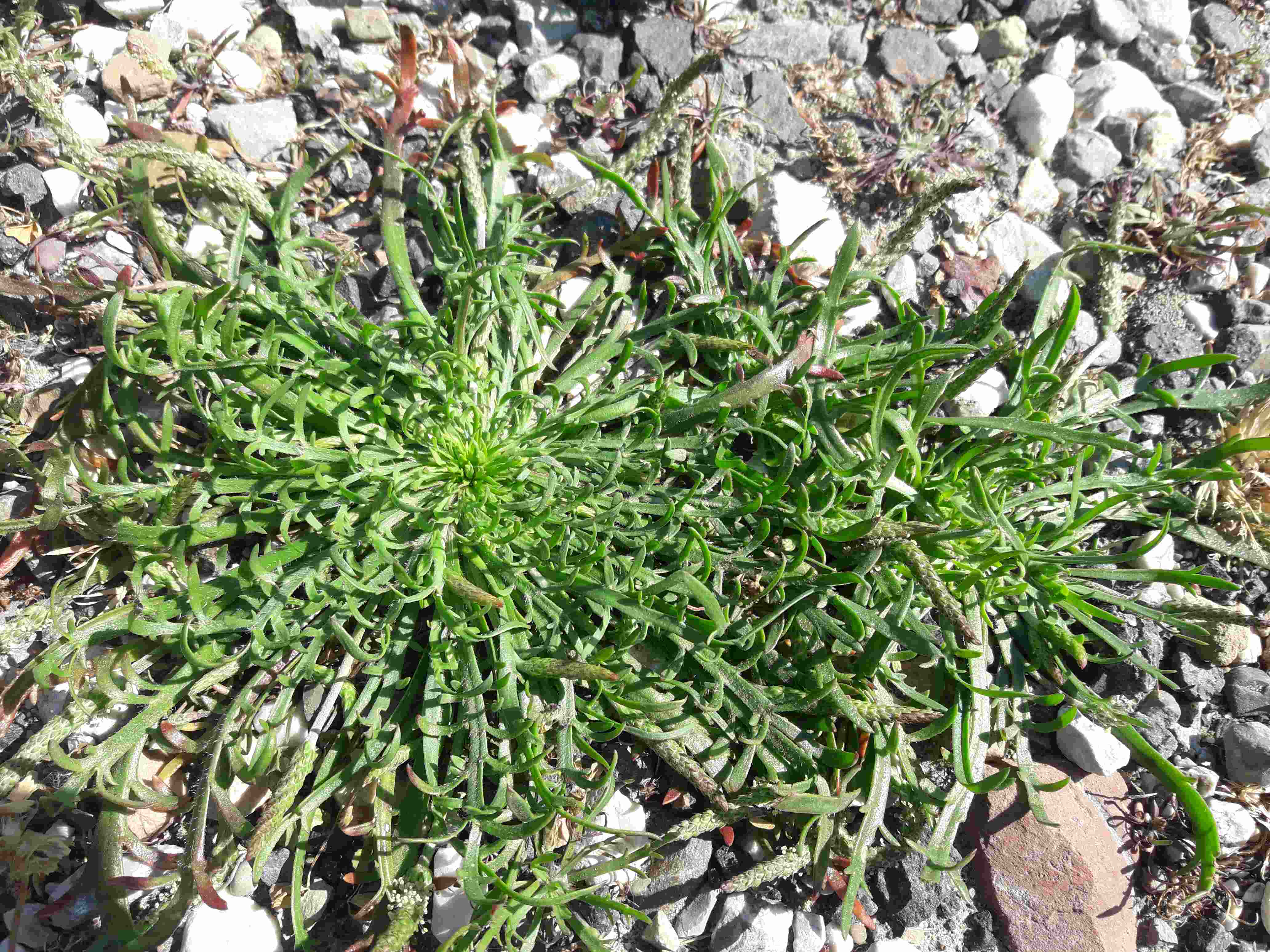 Dettaglio 3: Rosette in ambiente