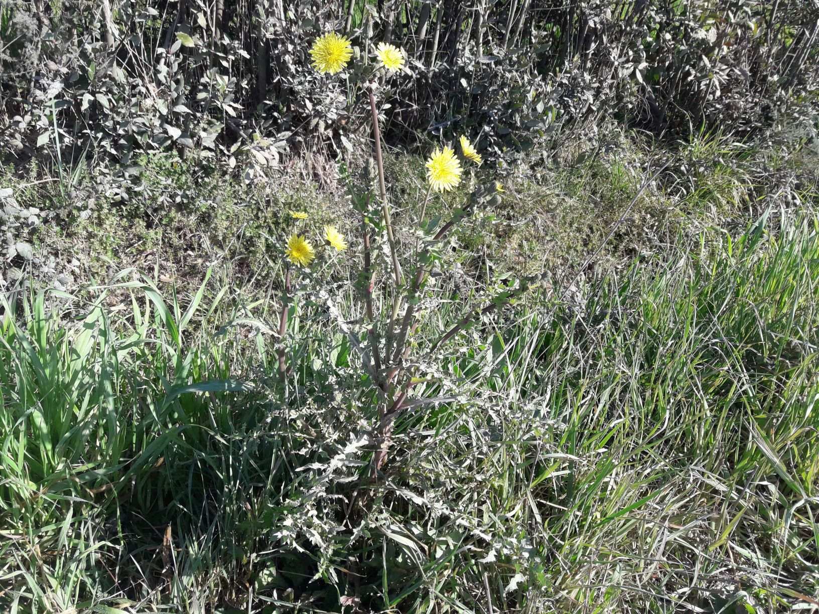 Foto dell'erba Sonchus asper