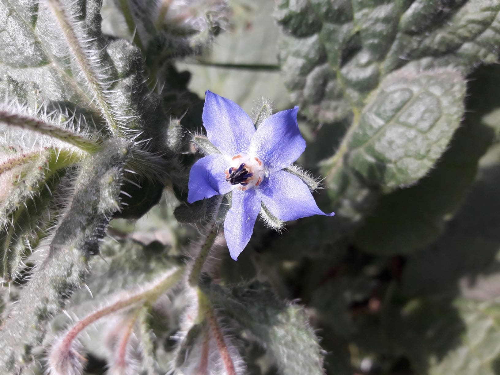 Dettaglio 2: Particolare del fiore