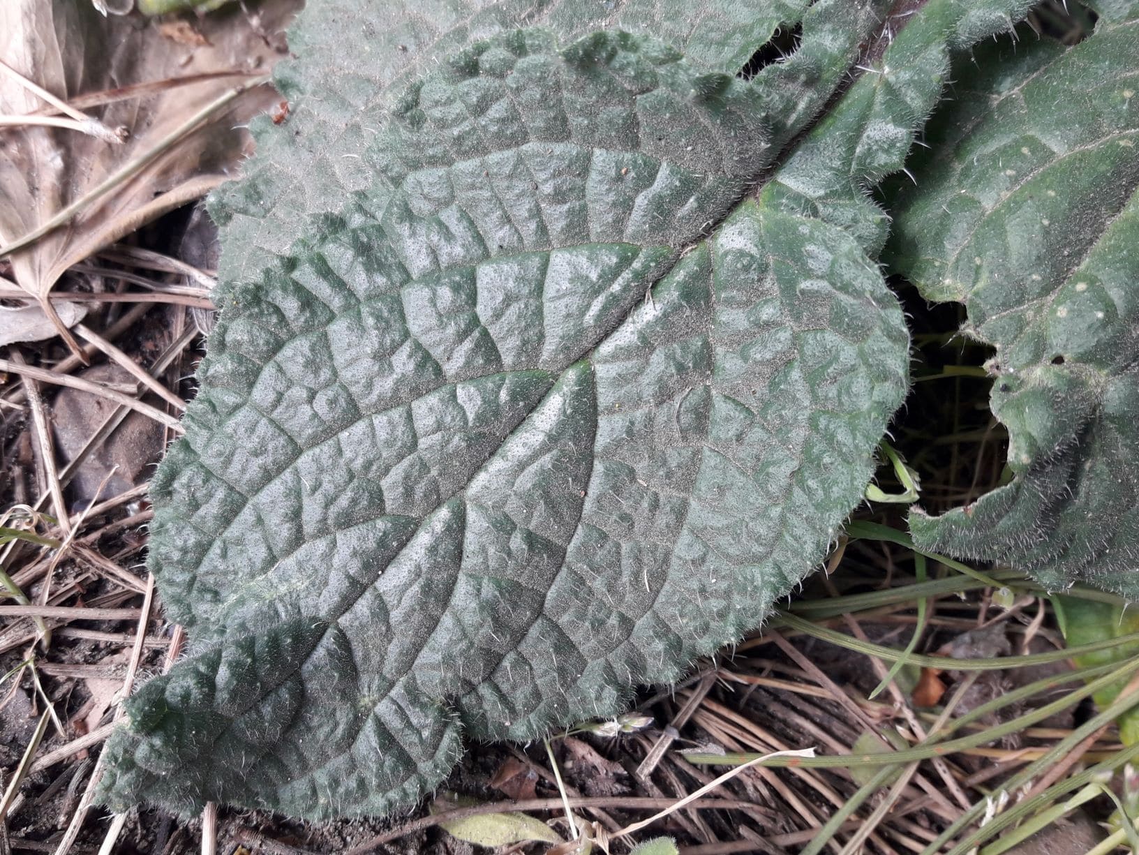 Dettaglio 3: Foglie