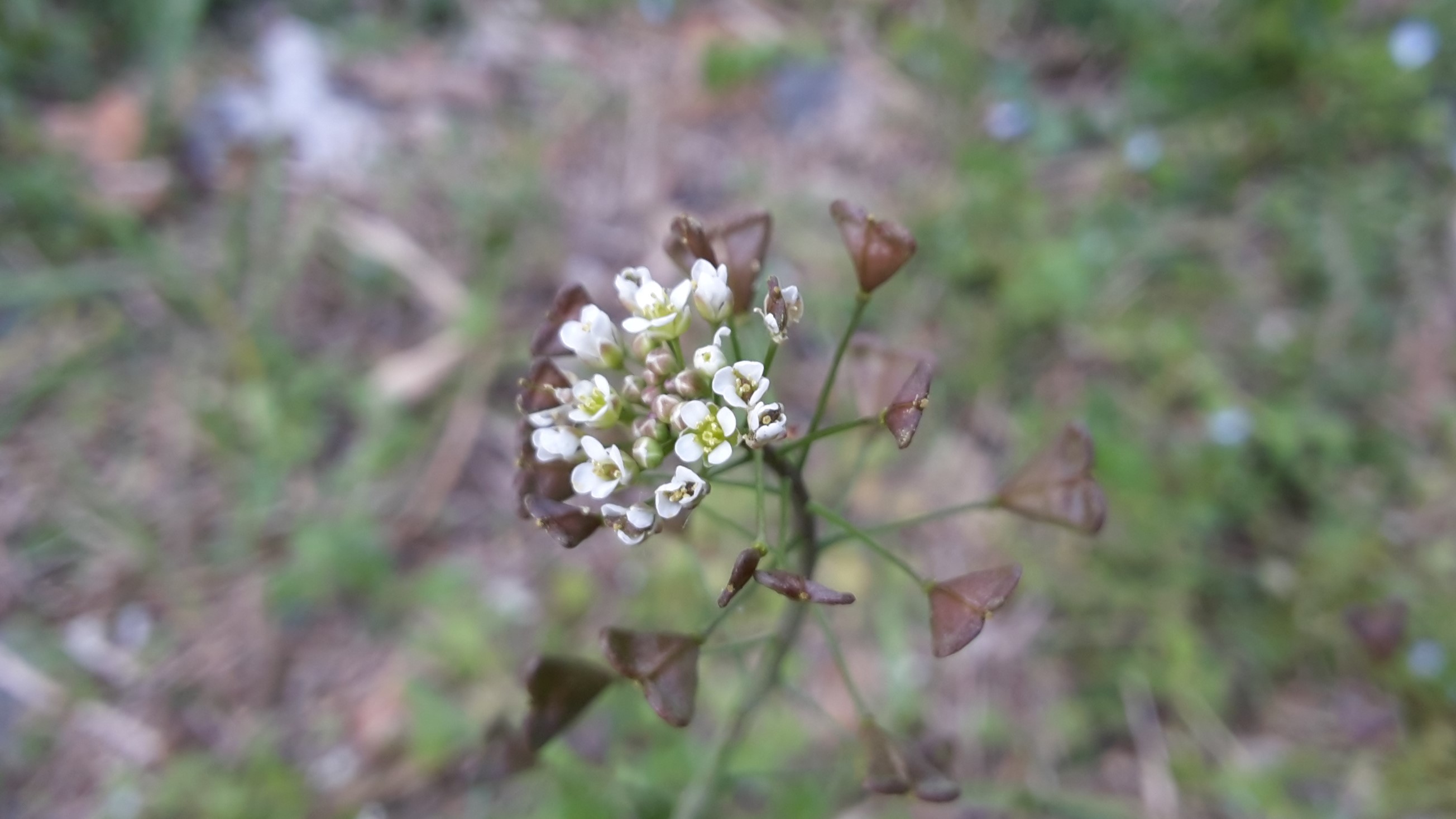 Dettaglio 1: Fiore