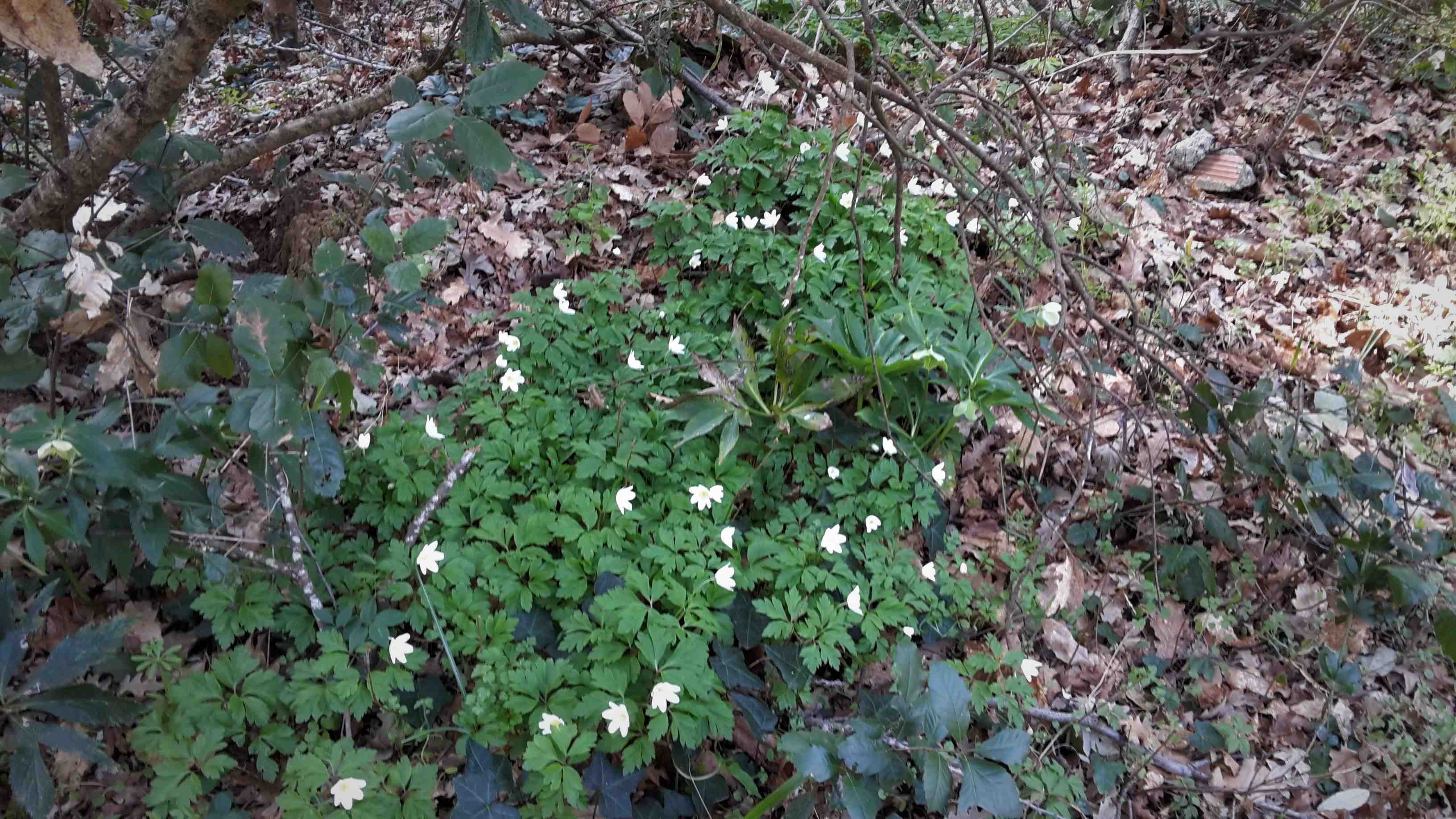Dettaglio 3: Tipica crescita gregaria