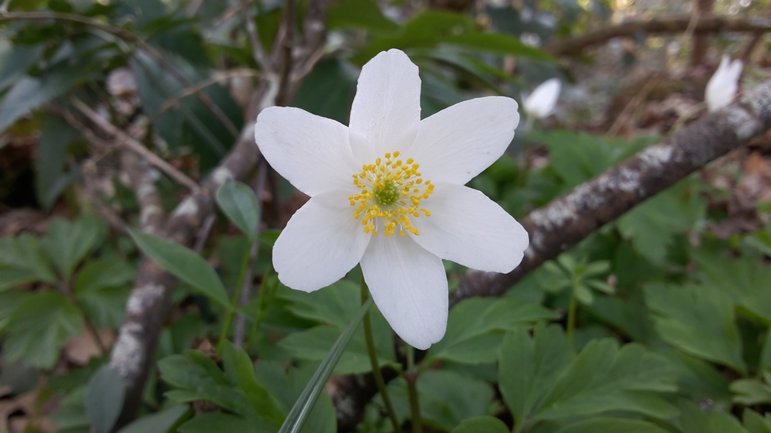 Dettaglio 1: Fiore bianco a sei tepali