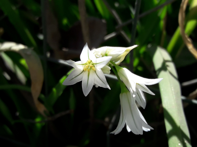 Dettaglio 2: Fiore