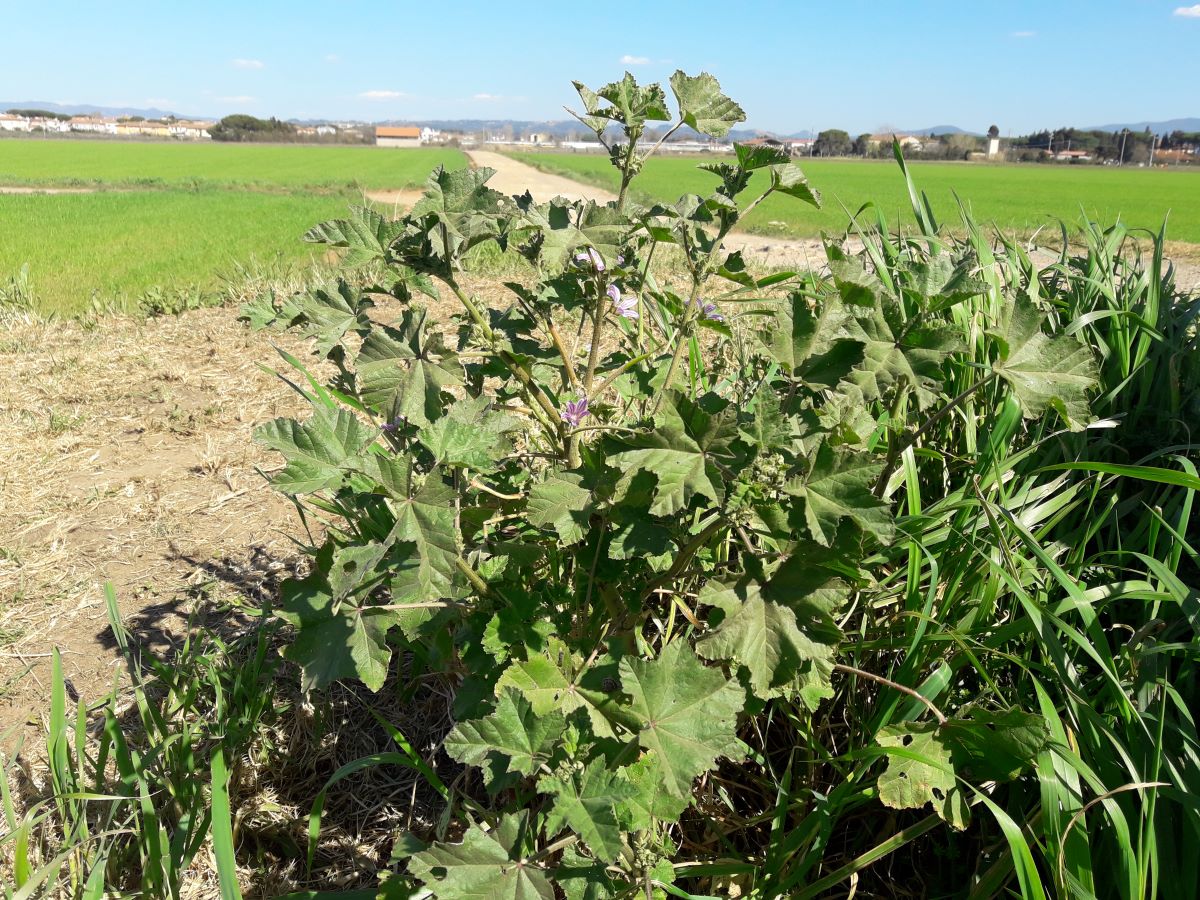 Foto dell'erba Malva sylvestris