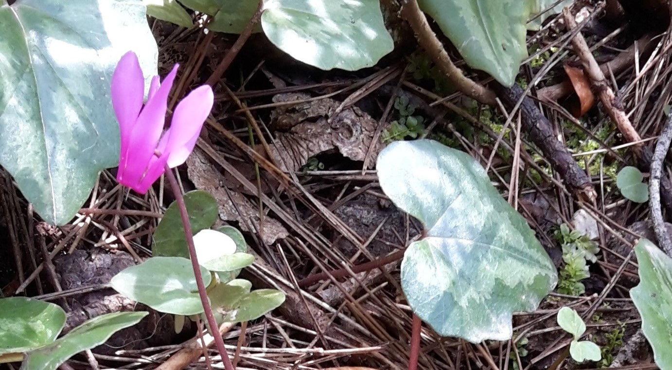Dettaglio 3: Particolari di fiore e foglia