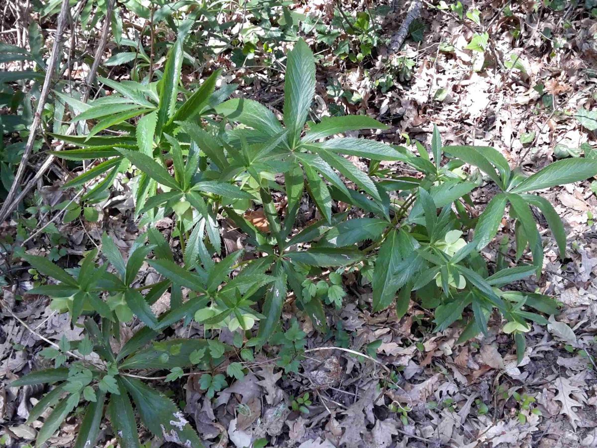 Foto dell'erba Helleborus viridis
