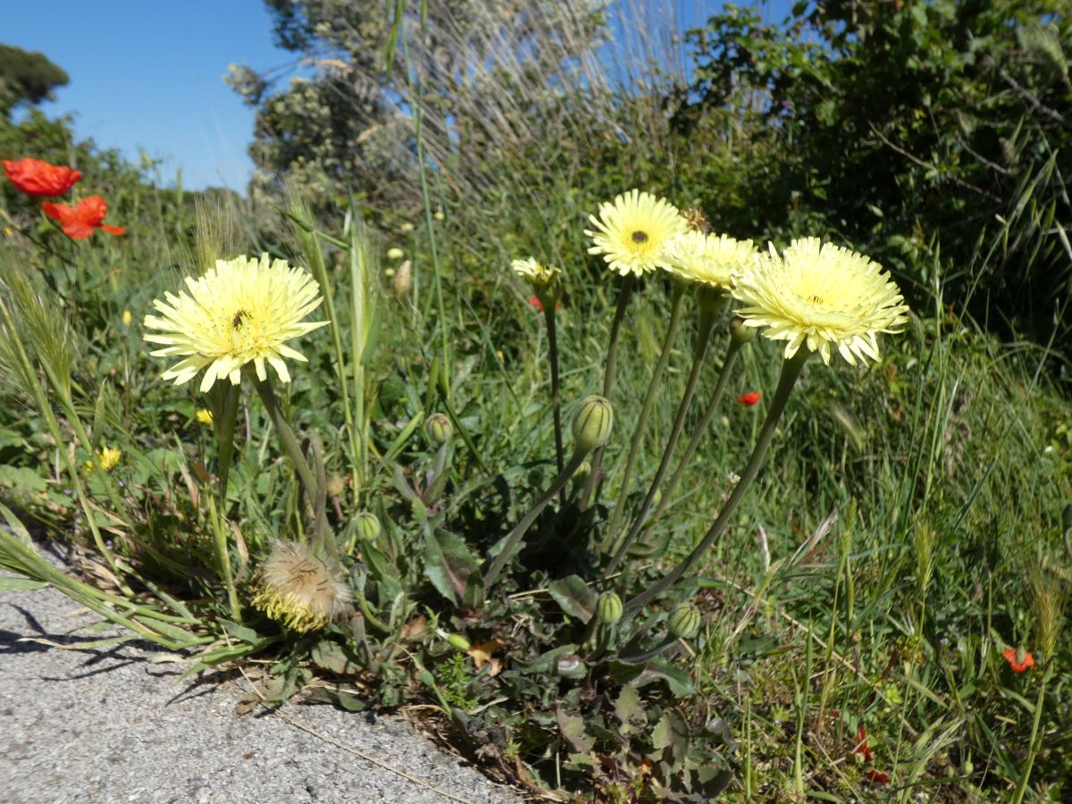 Foto dell'erba Urospermum dalechampii
