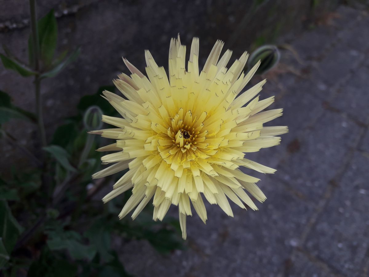 Dettaglio 1: Fiore