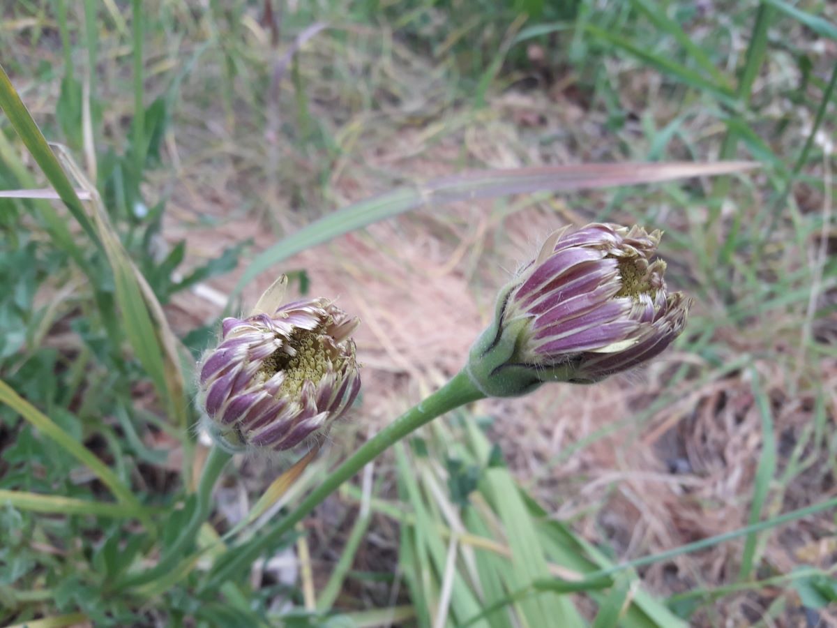Dettaglio 2: Particolare dei petali esterni