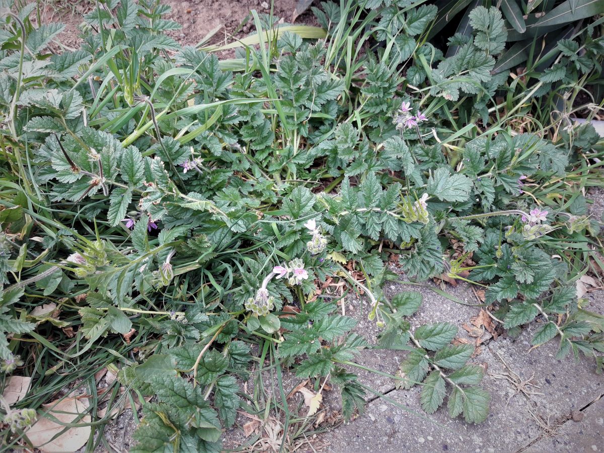 Foto dell'erba Erodium cicutarium