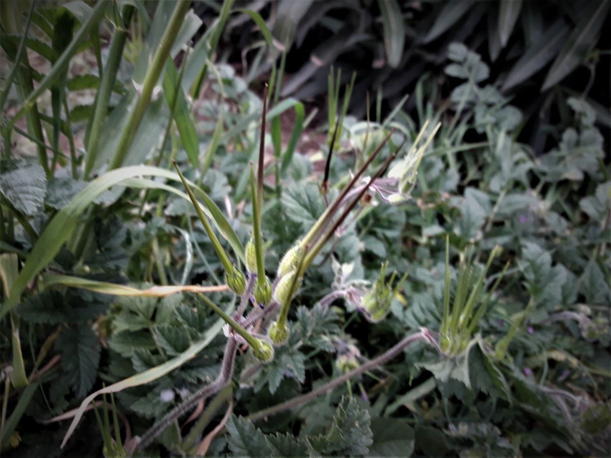 Dettaglio 3: Frutti