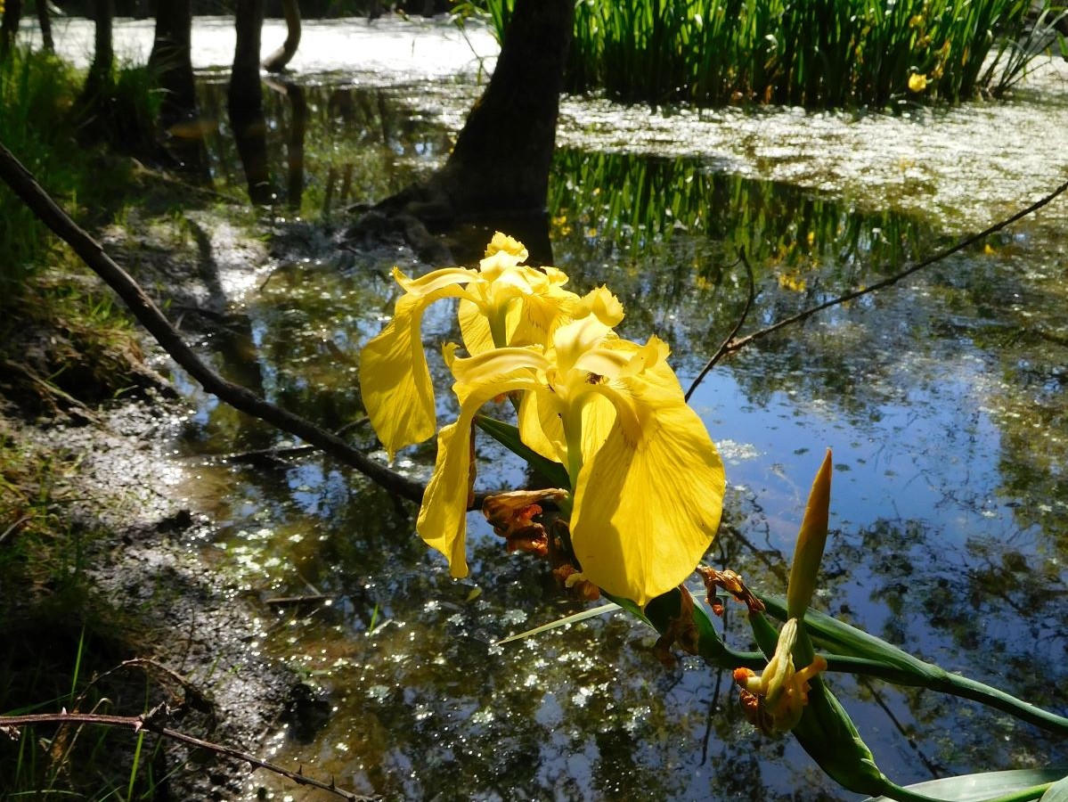 Foto dell'erba Iris pseudacorus