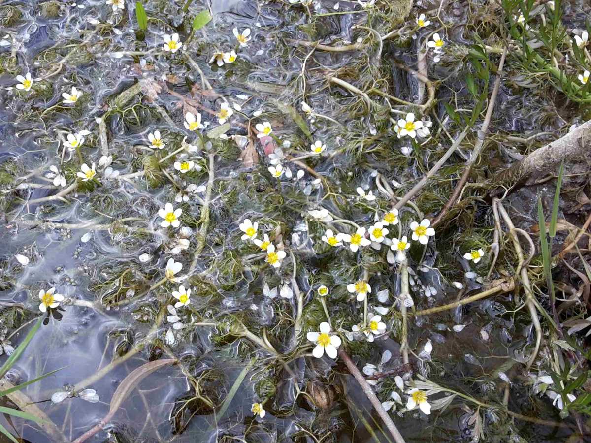 Foto dell'erba Ranunculus  trichophyllus