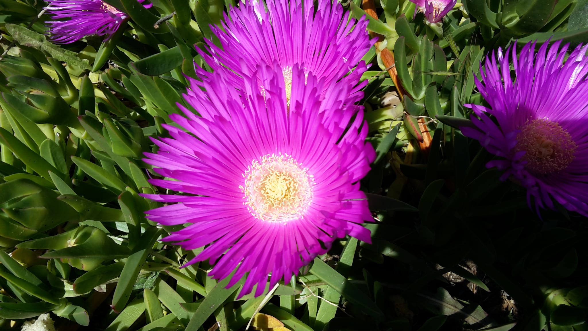 Dettaglio 1: Fiore