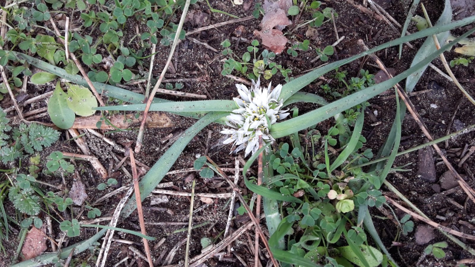 Dettaglio 2: Ombrella con fiori molto numerosi