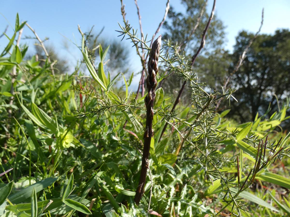 Dettaglio 2: Asparagi (germogli) 