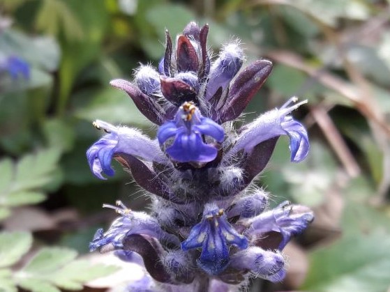 Dettaglio 1: Fiori